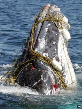 A whale entangled in a shark net off Australia's Gold Coast