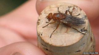 Aspen hoverfly
