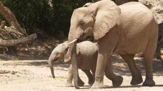 Elephants in Namibia