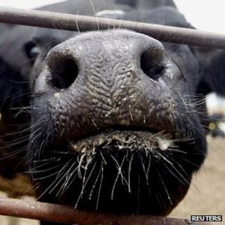 Cow