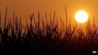 Corn crops