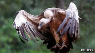 Vulture
