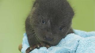 Noah the otter cub