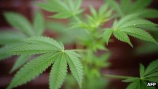 A cannabis plant in London (archive shot)