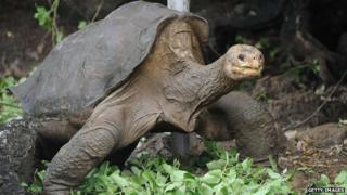 Tortoise