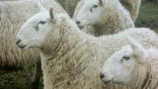 The operation has been looking at the movement of sheep across the Irish border