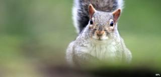 Grey squirrel