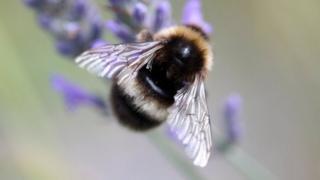 A bumble bee