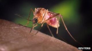 A Culex quinquefasciatus mosquito is shown on a human finger in this undated handout photograph from the Centers for Disease Control and Prevention (CDC)