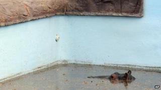 Hippo in the pool at the Monate Conservation Lodge, north of Johannesburg