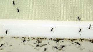 Asian tiger mosquitoes (file pic)