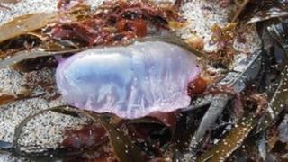 Portuguese man-of-war Pic: Cornwall Council