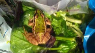 The frog in the salad bag