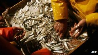 Crew members of the fishing trawler Diego David sort the catch of sardines and anchovies off the coast of Vigo (file image from December 2005)