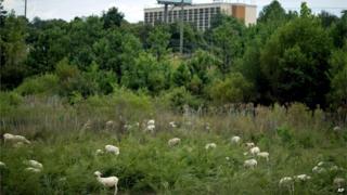 Goats in a field