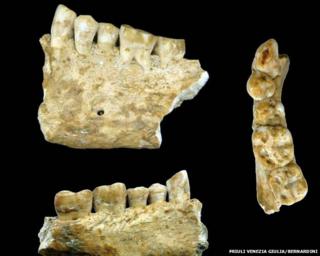 Prehistoric fossils