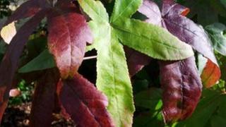 Liquidambar tree leaves