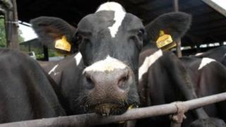 A cow (generic)