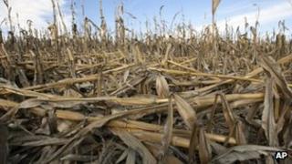 Corn plants damaged by drought in Nebraska