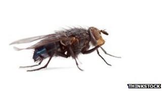 A fly