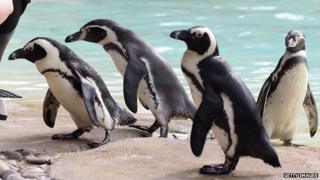 Penguins at London Zoo