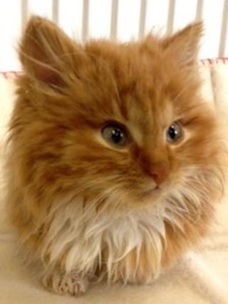 Patrick the kitten