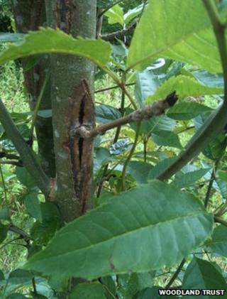Common ash tree infected with Chalara ash dieback (Image: Woodland Trust)