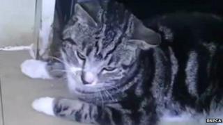 Princess the cat