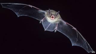 Bat in flight