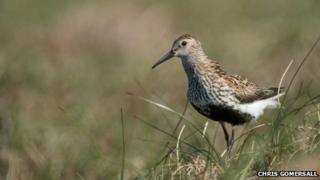 Dunlin
