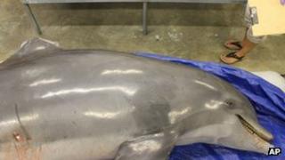 A fatally wounded dolphin at the Institute for Marine Mammal Studies of Gulfport Mississippi 20 November 2012