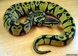 Lulu the snake