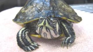 Tango the terrapin