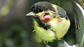 Bird