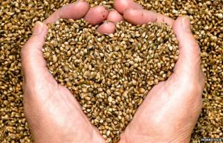 Hand holding hemp seeds