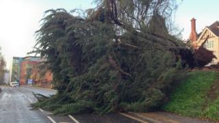 The tree that killed the woman in Exeter