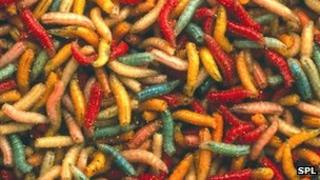 Maggots