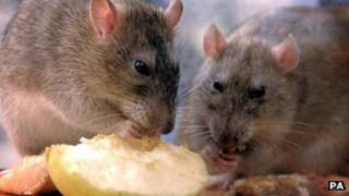 Rats