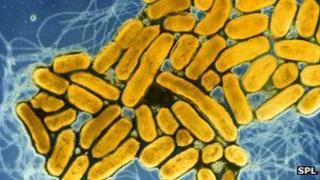 Salmonella