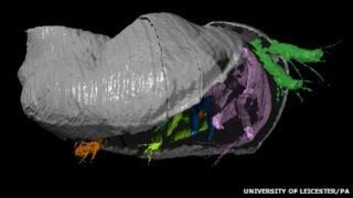 Computer generated reconstruction of 425m-year-old fossil