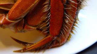 Hairy crab