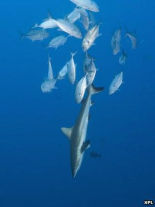 Jackfish following reef shark