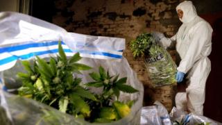 Cannabis plants