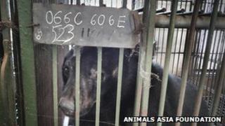 Caged moon bear in Vietnamese bear farm