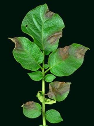 Blight