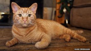 Pip the cat