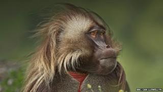 Gelada baboon