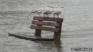 Gulls in Pangbourne, Berkshire