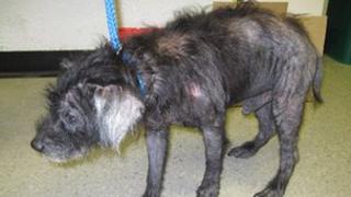 Neglected dog