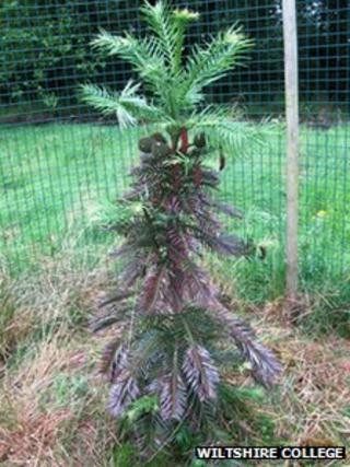 Woollemi pine at Wiltshire College